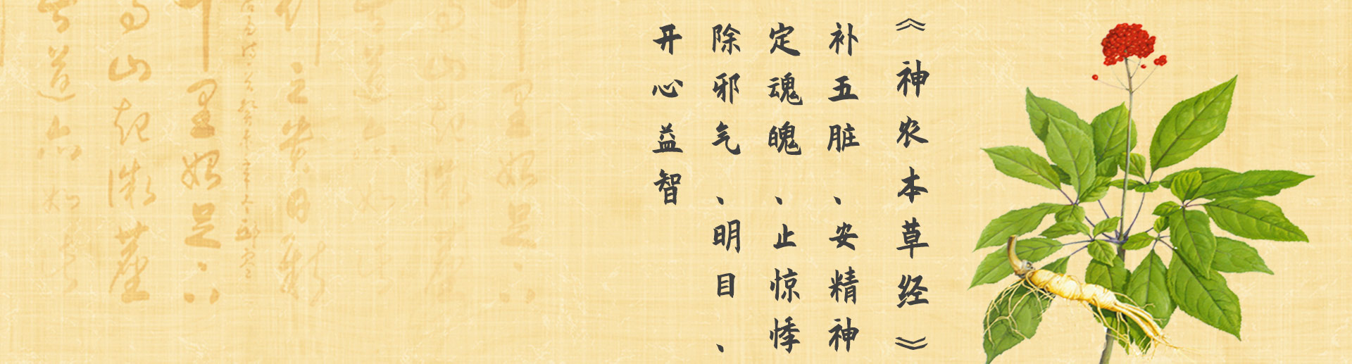 人参百科